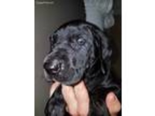 Great Dane Puppy for sale in Lake Charles, LA, USA