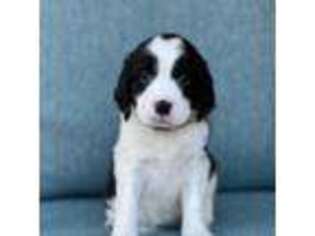 English Springer Spaniel Puppy for sale in Bedford, TX, USA