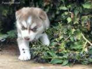 Siberian Husky Puppy for sale in Salinas, CA, USA