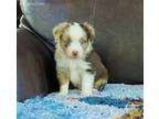 Australian Shepherd Puppy for sale in Macon, MS, USA