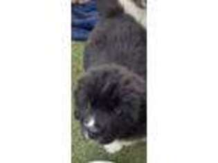 Newfoundland Puppy for sale in Moreno Valley, CA, USA