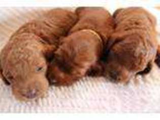 Goldendoodle Puppy for sale in BERKELEY, CA, USA