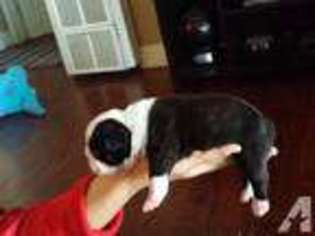 Boston Terrier Puppy for sale in RIVERSIDE, CA, USA