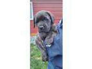 Mastiff Puppy for sale in North East, MD, USA