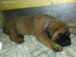 Mastiff Puppy for sale in Weaverville, NC, USA