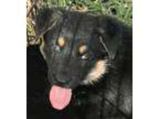 German Shepherd Dog Puppy for sale in Nordheim, TX, USA
