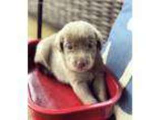 Labrador Retriever Puppy for sale in Millry, AL, USA