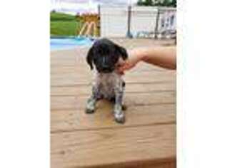 German Shorthaired Pointer Puppy for sale in Tionesta, PA, USA