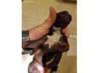 German Shorthaired Pointer Puppy for sale in Ashville, OH, USA