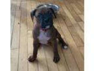 Boxer Puppy for sale in Warner, NH, USA