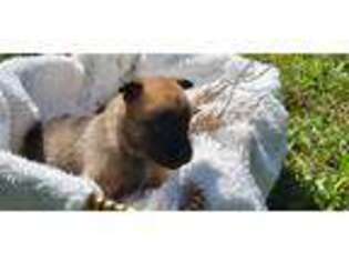 Belgian Malinois Puppy for sale in Pembroke Pines, FL, USA