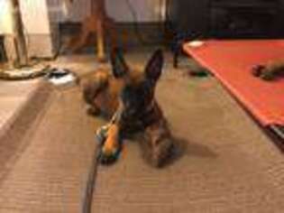Belgian Malinois Puppy for sale in Benton, IL, USA