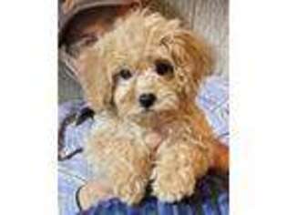 Cavapoo Puppy for sale in Glenwood, AR, USA