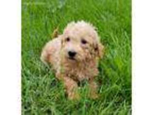 Goldendoodle Puppy for sale in New Paris, IN, USA