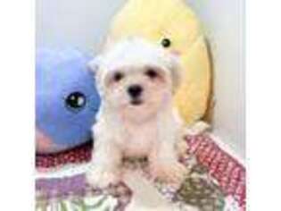 Maltese Puppy for sale in Edmond, OK, USA