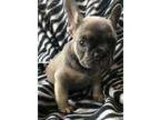 French Bulldog Puppy for sale in Bogue Chitto, MS, USA
