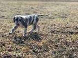 Great Dane Puppy for sale in Rockwell City, IA, USA