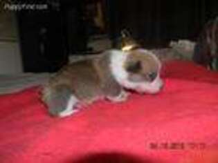 Pembroke Welsh Corgi Puppy for sale in Paw Paw, MI, USA