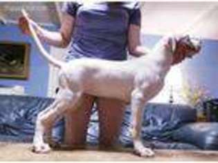 Dogo Argentino Puppy for sale in Slaughter, LA, USA