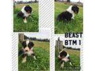 Australian Shepherd Puppy for sale in Clifton Park, NY, USA