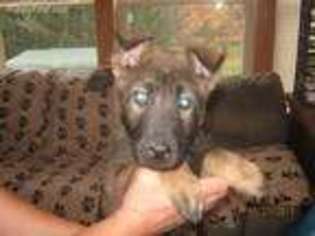 German Shepherd Dog Puppy for sale in Tioga, PA, USA