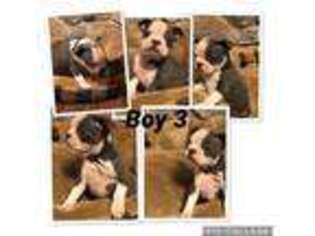 Boston Terrier Puppy for sale in Emory, TX, USA