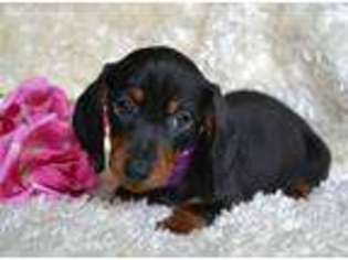 Dachshund Puppy for sale in Maple Lake, MN, USA