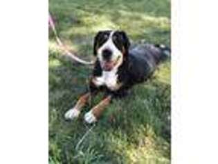 Greater Swiss Mountain Dog Puppy for sale in Grand Junction, CO, USA