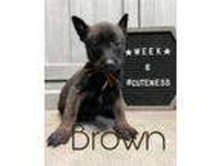 Belgian Malinois Puppy for sale in Stockton, CA, USA