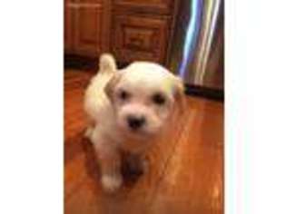 Mutt Puppy for sale in Weymouth, MA, USA