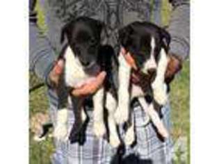Whippet Puppy for sale in WOODWARD, OK, USA