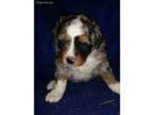 Australian Shepherd Puppy for sale in Quaker City, OH, USA