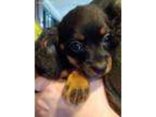 Cavalier King Charles Spaniel Puppy for sale in Fyffe, AL, USA