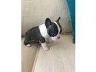 Boston Terrier Puppy for sale in Tracy, CA, USA