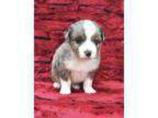 Miniature Australian Shepherd Puppy for sale in Hamilton, TX, USA