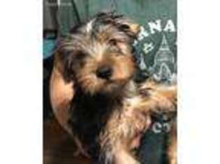 Yorkshire Terrier Puppy for sale in Waltham, MA, USA