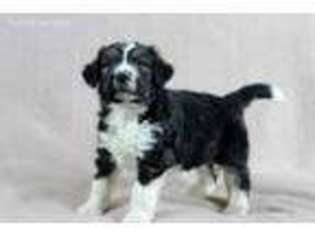 Mutt Puppy for sale in Riverside, IA, USA