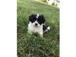 Mutt Puppy for sale in Mediapolis, IA, USA