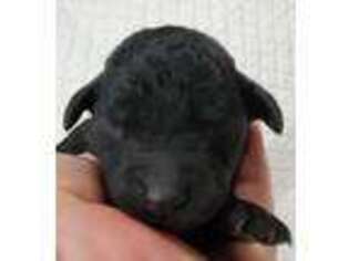 Labradoodle Puppy for sale in Los Molinos, CA, USA