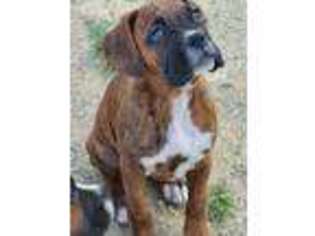 Boxer Puppy for sale in Troy, ME, USA