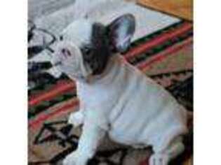 French Bulldog Puppy for sale in Flandreau, SD, USA