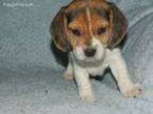 Beagle Puppy for sale in Lebanon, PA, USA