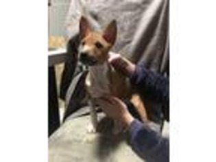 Basenji Puppy for sale in Stratford, NJ, USA