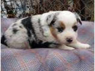 Miniature Australian Shepherd Puppy for sale in Albert Lea, MN, USA