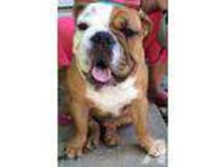 Bulldog Puppy for sale in DARNESTOWN, MD, USA