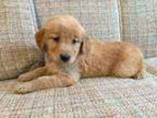 Golden Retriever Puppy for sale in Farwell, MI, USA