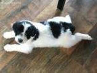 Mutt Puppy for sale in Hickory, KY, USA
