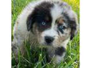 Australian Shepherd Puppy for sale in Valley View, TX, USA