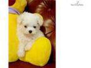 Maltese Puppy for sale in Jackson, MS, USA