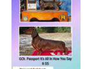 Dachshund Puppy for sale in North Port, FL, USA